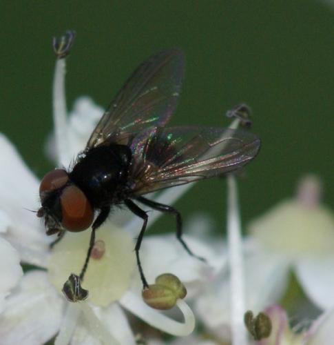 Phasia barbifrons